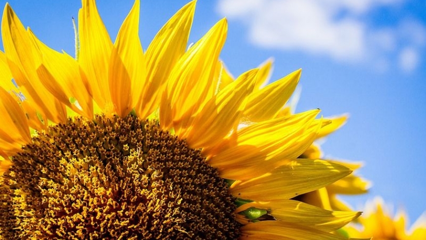 Girasol récord en Argentina: gran cosecha, molienda limitada y perspectivas para la exportación