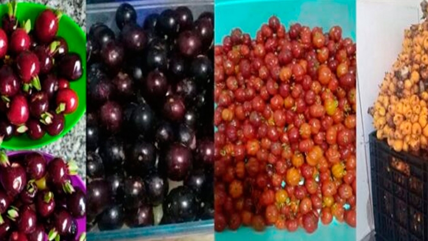 Emprendimientos misioneros compran frutas nativas