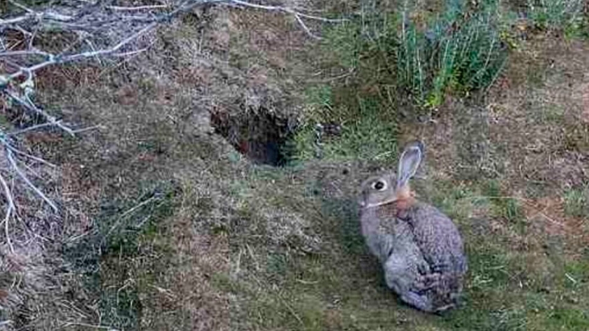 Especie dañina y perjudicial: por qué el conejo europeo se prohibió en Argentina