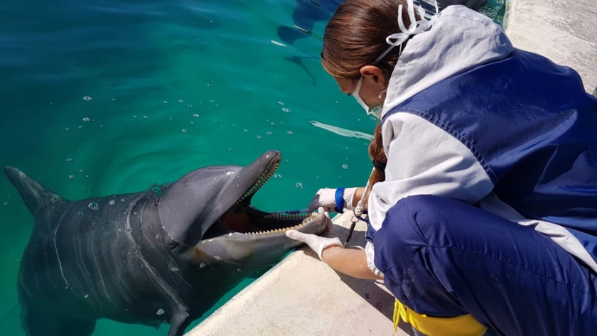 Ambiente inspeccionó Mundo Marino y participó de la traslocación y posterior liberación de un elefante marino