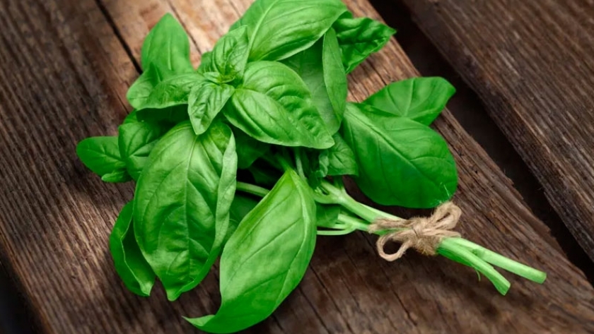 Los beneficios de la albahaca para perder peso