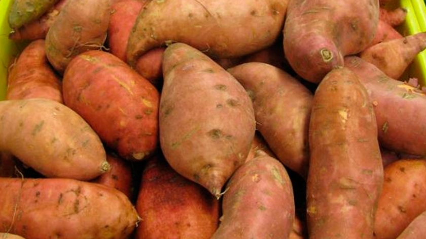 Una empresa familiar bonaerense realizó el primer embarque de batatas a Inglaterra