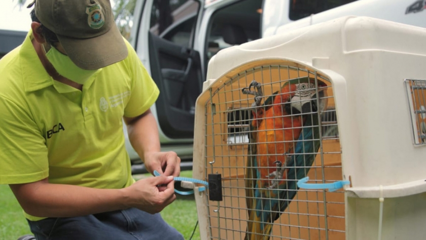 Ambiente trasladó a un santuario natural a tres guacamayos que permanecían en el ámbito doméstico