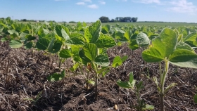 Cómo ajustar la nutrición de cultivos ante el fenómeno de El Niño