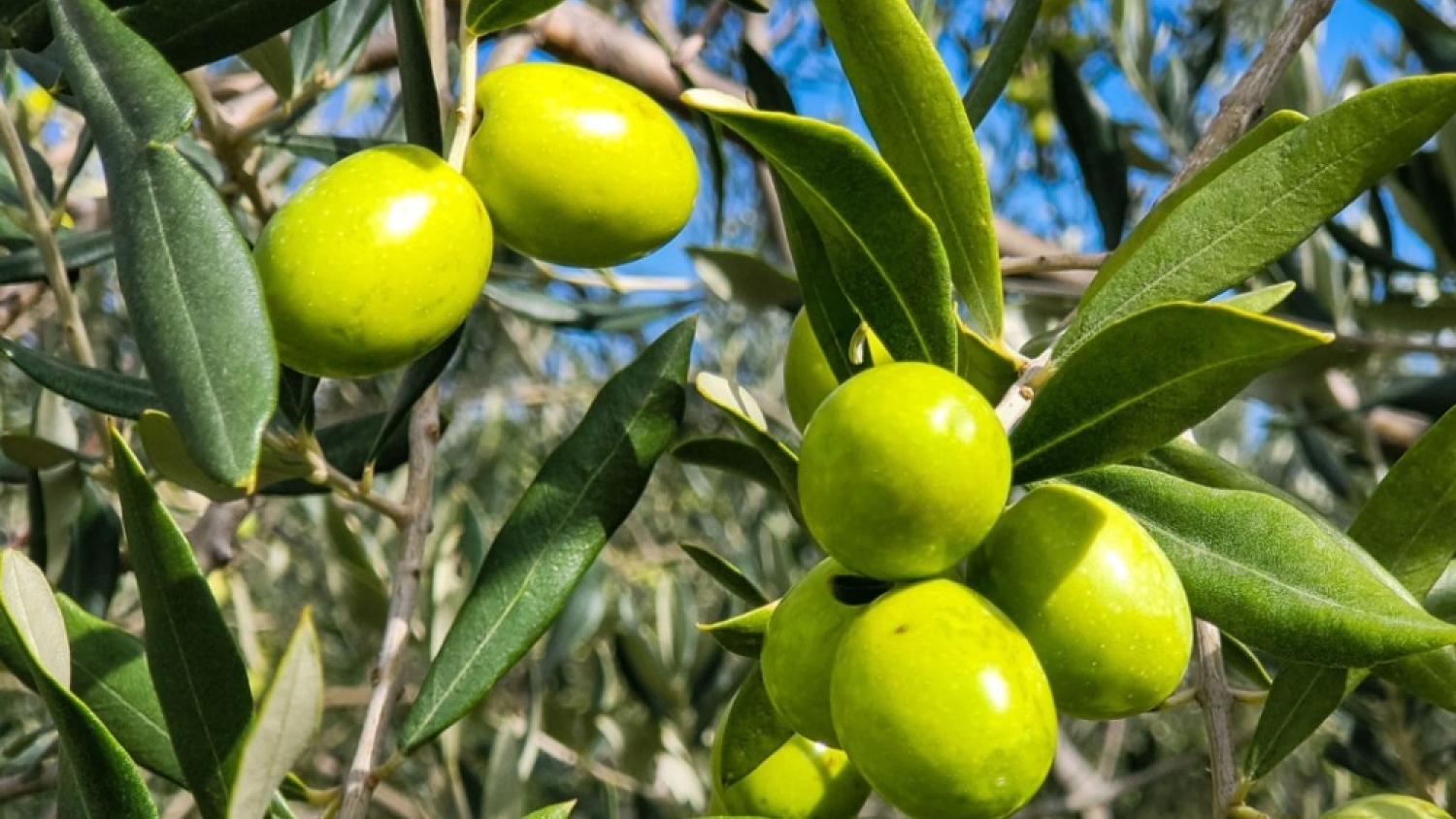 Atacama emerge como nuevo polo oleícola: rendimientos récord y un creciente debate por el agua