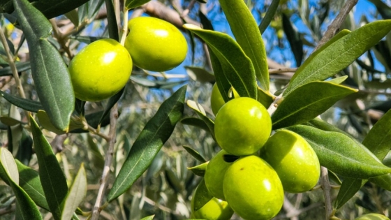Atacama emerge como nuevo polo oleícola: rendimientos récord y un creciente debate por el agua