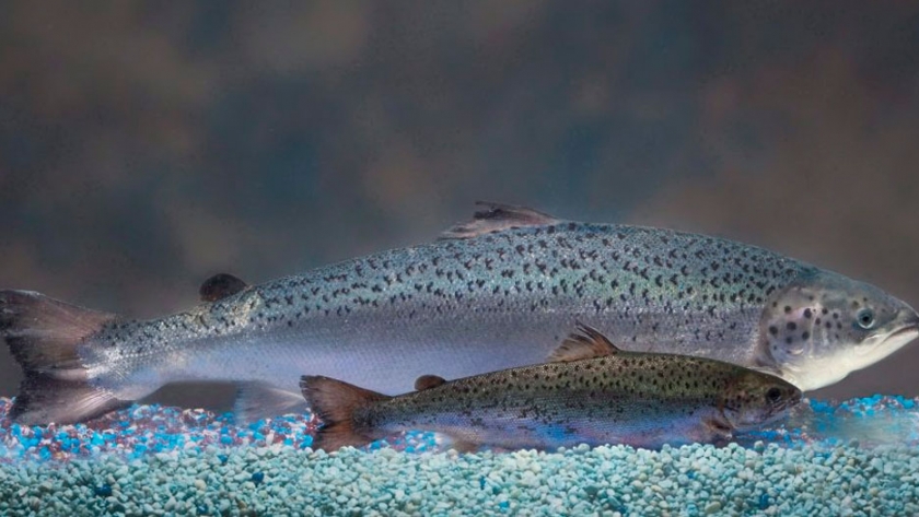 Canadá da luz verde al cultivo de salmón transgénico de rápido crecimiento