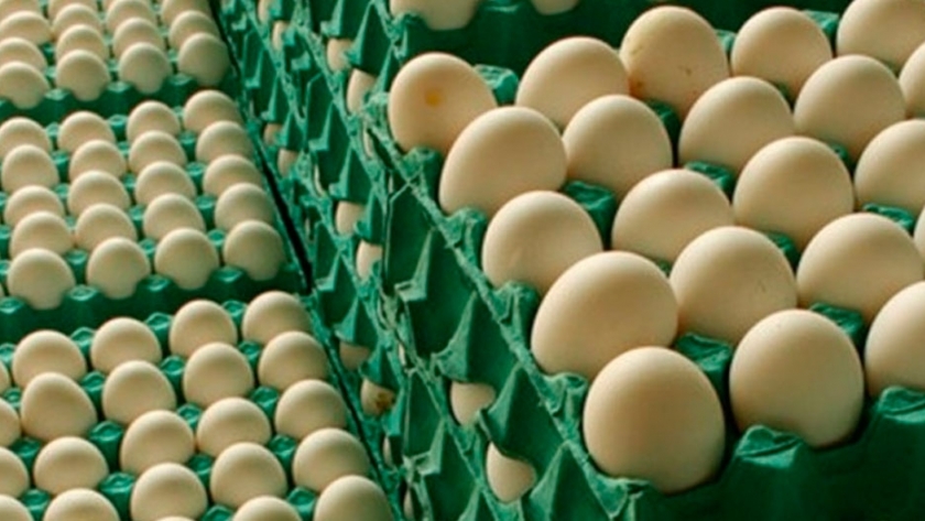 Publican normas para importación de aves y huevos