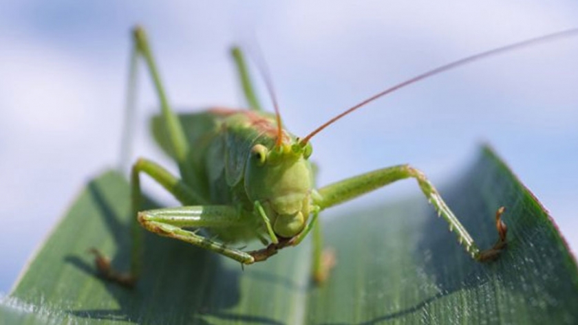 Saltamontes en Italia causan emergencia agrícola