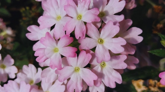 Nuevas variedades ornamentales del INTA amplían la oferta de plantas de exterior