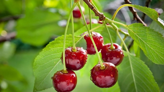 Cereza premium: finca logra certificación sanitaria inédita