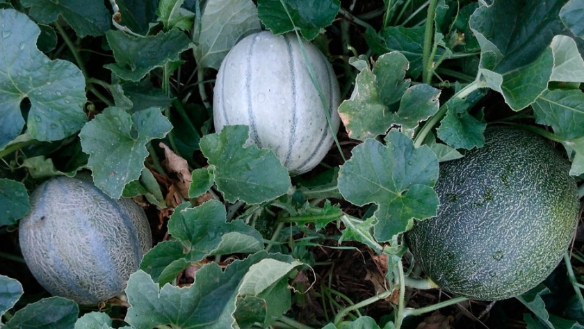 Cómo plantar para obtener semillas de variedades puras