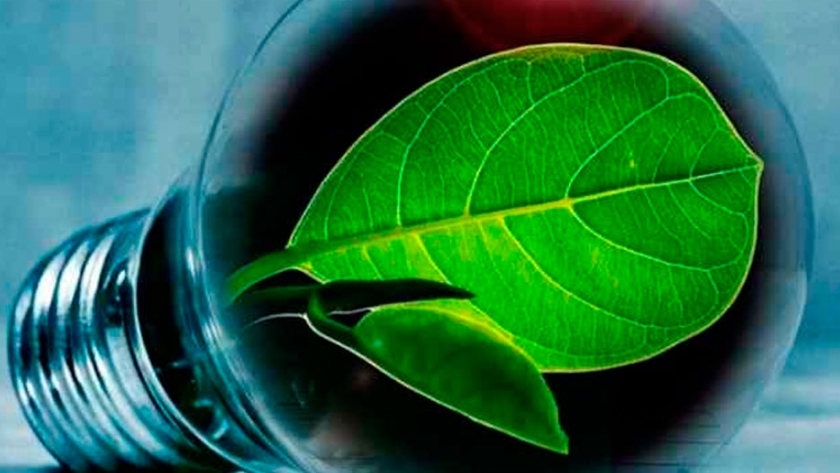Estudiantes mexicanos generan electricidad a través de plantas