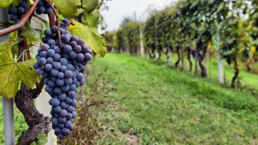Vitivinicultura: ensayos muestran ganancias de 1600 kg de uvas por hectárea con fertilización foliar