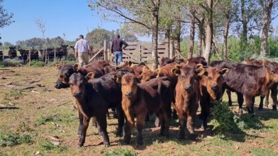 Buscan prorrogar la emergencia agropecuaria por sequía en Río Negro, Chaco, Buenos Aires y La Pampa