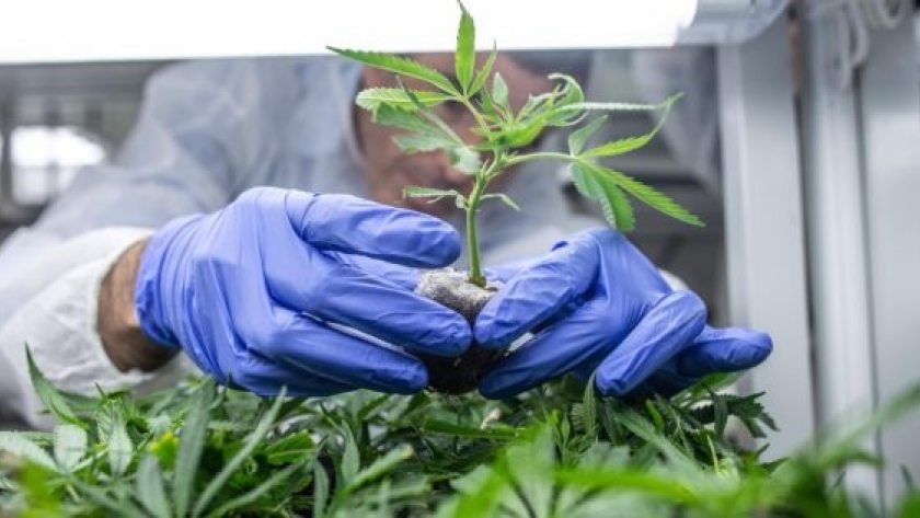 En Santiago del Estero invertirán $10 millones para investigar cannabis