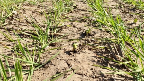 <Desastre agropecuario en Santa Fe: pérdida histórica de ganado y medidas urgentes del gobierno