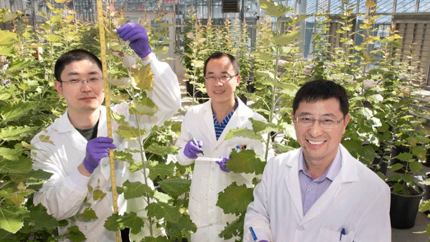 Biomasa, álamos modificados facilitan la producción de etanol