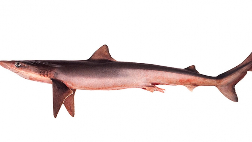 Pesca de Tiburón cazón (Galeorhinus galeus)