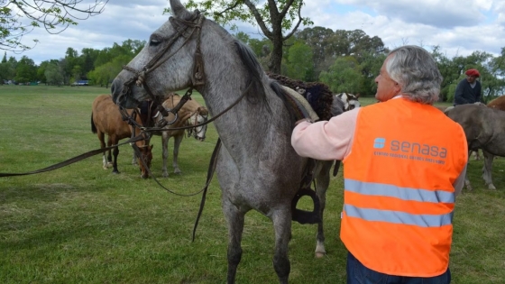 Día Nacional del Caballo: promueven la vacunación equina en primavera para prevenir la encefalomielitis