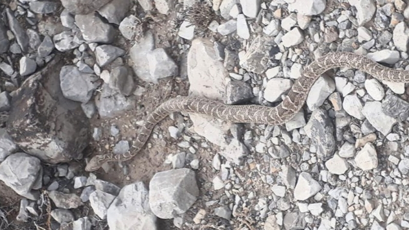 Ambiente devolvió a su hábitat natural a una víbora que apareció en una casa de Zonda