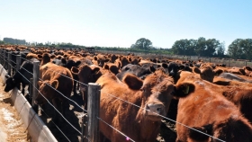 El peor negocio del año: los feedlots pierden más de 7000 pesos por cabeza terminada