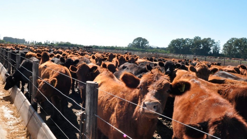 El peor negocio del año: los feedlots pierden más de 7000 pesos por cabeza terminada