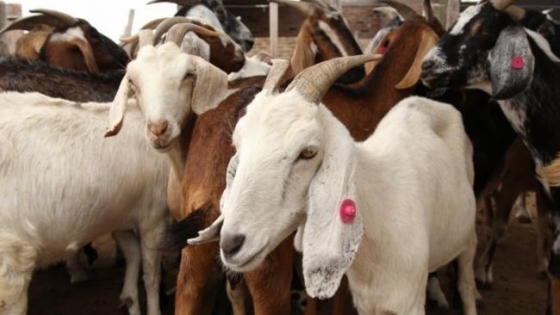 <Estimulan producción de ganadería integrada con manejo de bosques