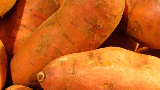 <La batata es una opción para diversificar la producción en Tucumán