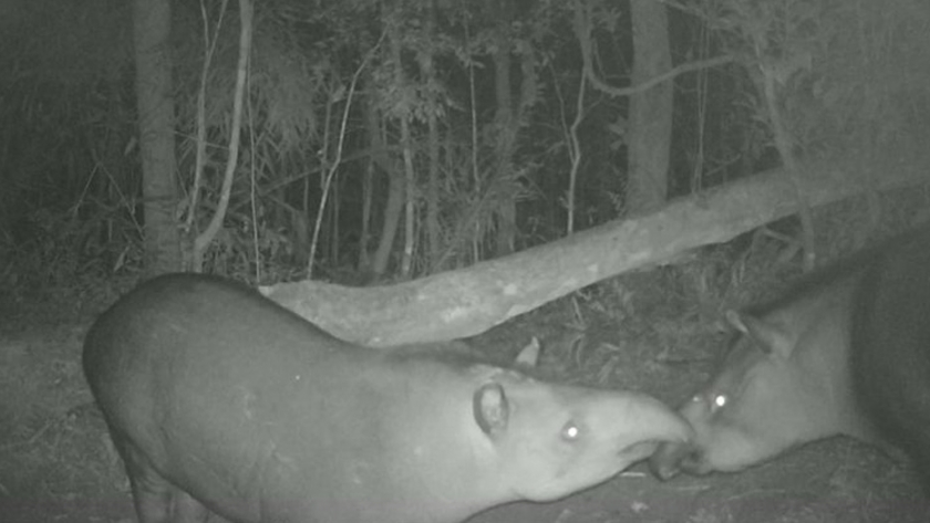 La cuarentena no llegó a la selva misionera