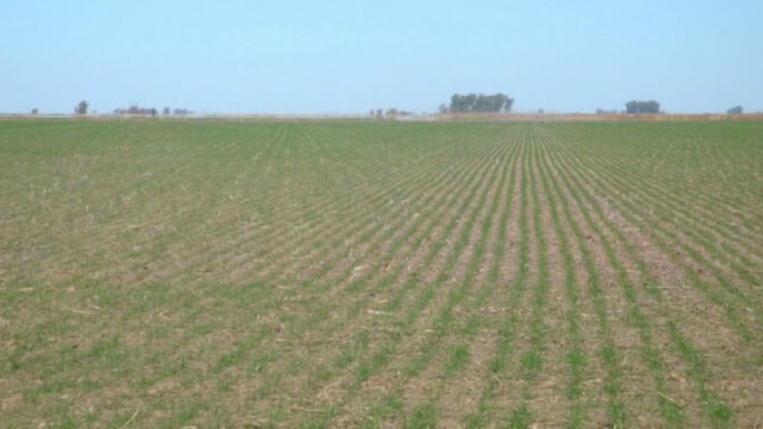 Trigo: proyectan siembra de 7 millones de hectáreas y cosecha de 20 millones de toneladas.