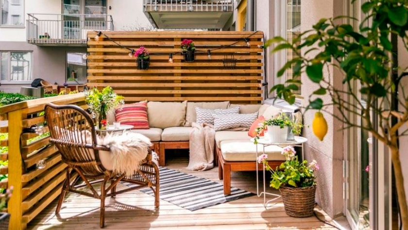 Cómo tener tu propio limonero: el paso a paso