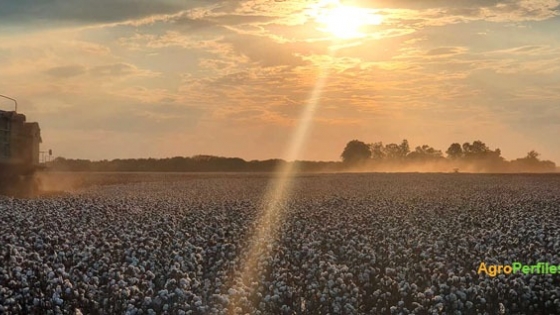 Chaco: el 72% de los lotes de algodón ya se cosecharon