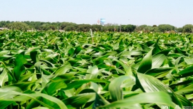 Rendimiento y estabilidad de híbridos de maíz