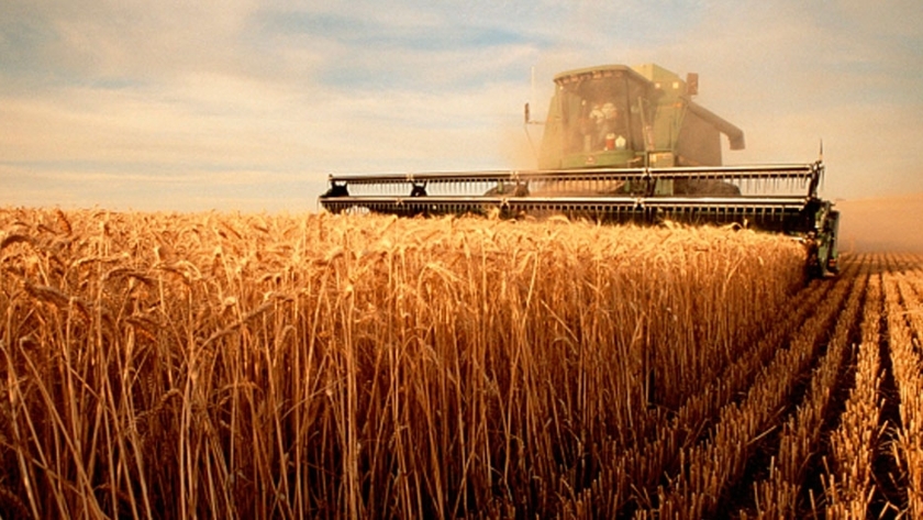 Según la BCSF, cayó la rentabilidad del trigo en el centro norte de Santa Fe