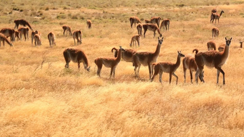 Fauna aut ctona de Santa Cruz desplaza al ganado y cambia el