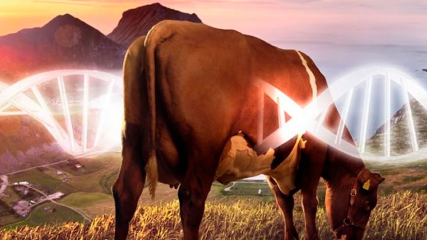 ¿Qué hace que una vaca sea una vaca? Genoma completo bovino secuenciado