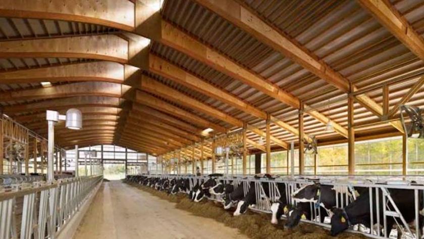 La Universidad de Cornell utilizará el calor de la Tierra y el estiércol de sus vacas para calefaccionar su campus
