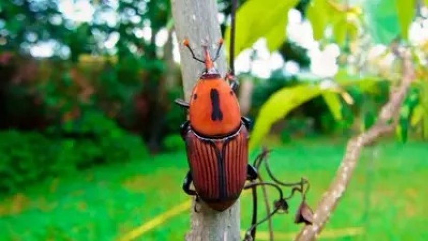 SENASA declaró la emergencia fitosanitaria en la Isla Martín García por la detección del picudo rojo de las palmeras