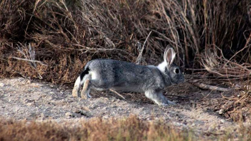Permiten la caza de cuatro animales considerados dañinos