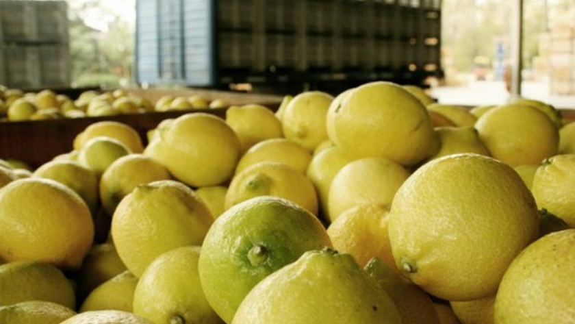 Destacan la importancia del limón tucumano en el mercado de Estados Unidos