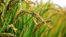Comenzó la cosecha de arroz en Entre Ríos