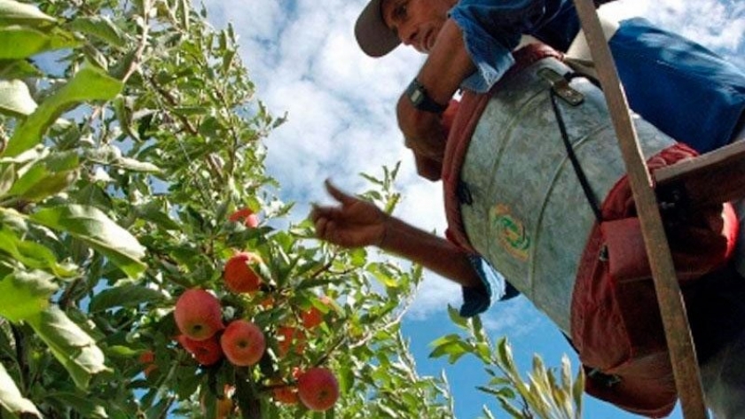 En Rio Negro planifican la llegada de trabajadores golondrina para la cosecha