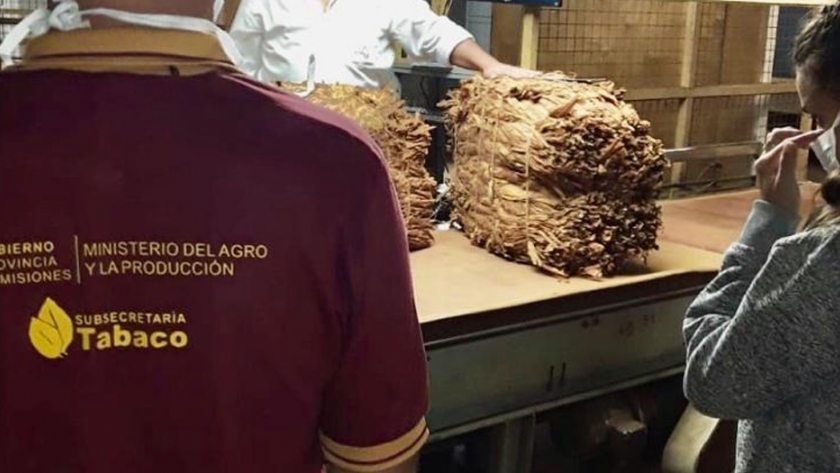 El acopio de tabaco comenzó con el protocolo de prevención