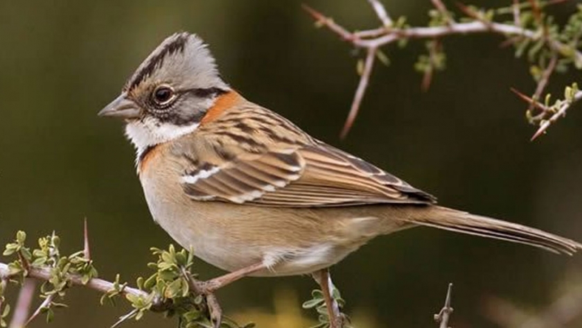 La Secretaría de Turismo realizó una charla para conocer la diversidad de aves del Parque Luro