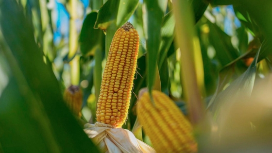Con fertilizantes más baratos, el maíz recupera terreno frente a la soja para la próxima campaña.