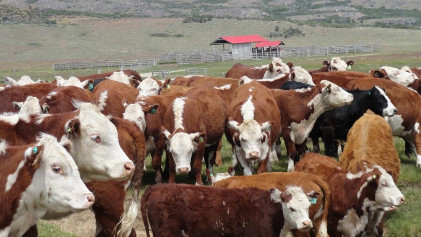 Agricultura financiará proyectos del Clúster Ganadero Bovino del VIRCh