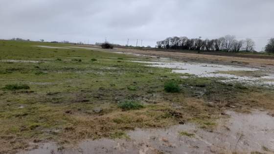 Las lluvias revitalizan el trigo en la región pampeana y preparan el terreno para la siembra de maíz