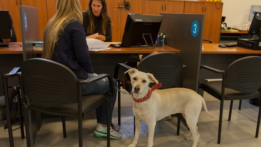 Mascotas: Cuándo se puede usar el mismo CVI o pasaporte para retornar al país de origen