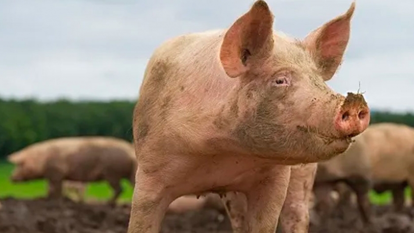 Fuertes subas para los futuros de cerdo en China por los brotes de peste porcina africana